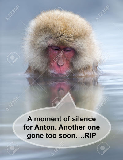 27471430-Snow-monkey-Japanese-macaque-relaxing-in-a-hot-spring-pool--Stock-Photo copy.jpg