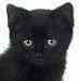 Black Kitten
