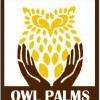 OwlPalms